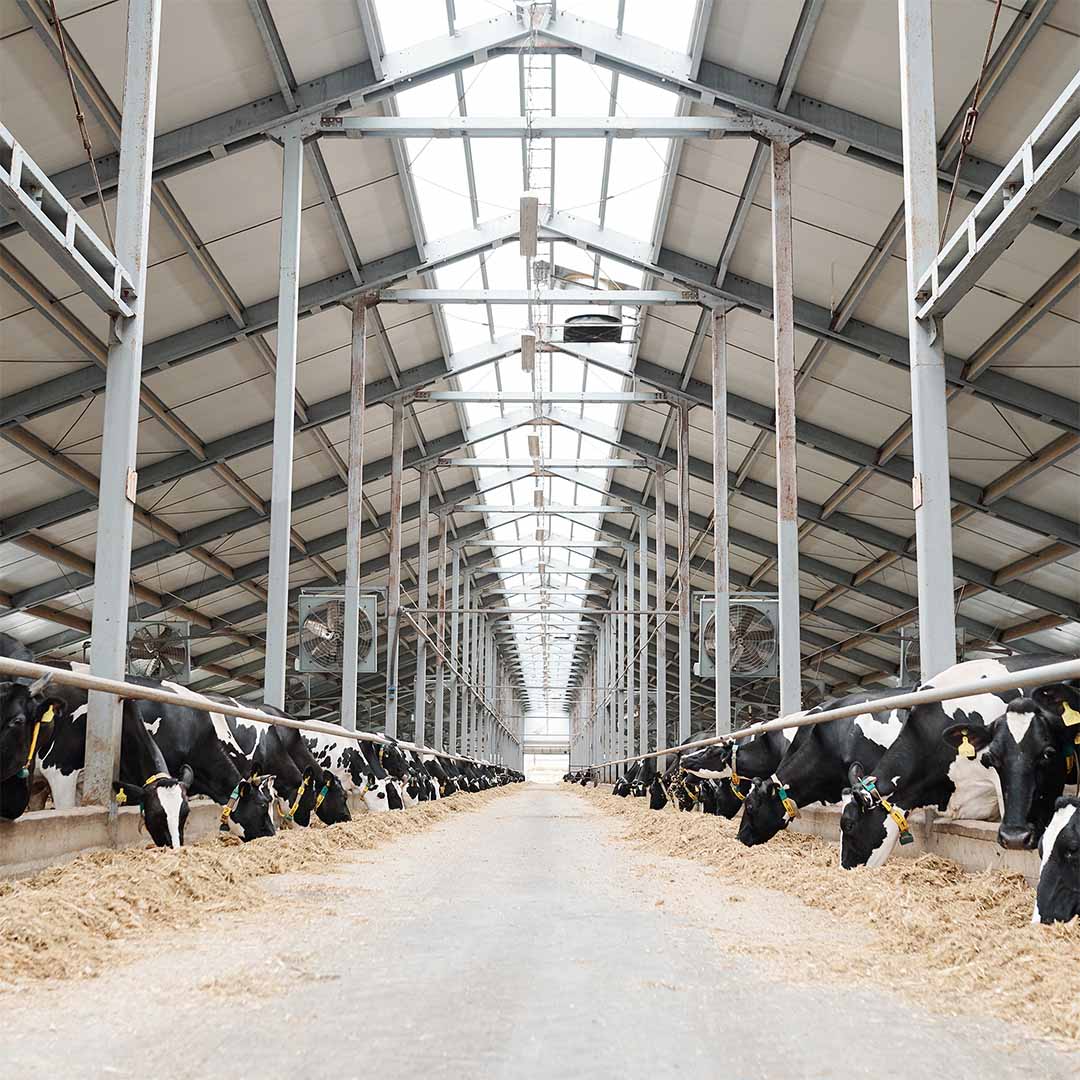 Durable and modern steel farming facility and agricultural building built by NEX Steel Group.